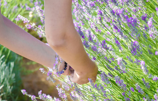 Hands of white young woman close up. Female hand cut stalks of lavender. Lavender flowers, lavender field on farm, harvest. Selective focus image, copy space. - Photo, Image