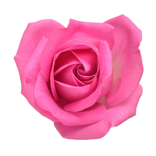 Vaaleanpunainen ruusu pää kukka eristetty valkoisella pohjalla. Hääkortti, morsian. Tervehdys. Kesällä. Keväällä. Litteä, ylhäältä päin. Rakkaudesta. Ystävänpäivä - Valokuva, kuva