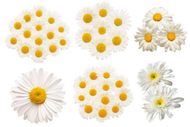 Kokoelma valkoinen päivänkakkara kukka eristetty valkoisella pohjalla. Lääketieteellinen kamomilla - Valokuva, kuva