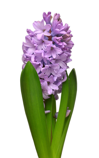 Cabeza de flor de jacinto violeta aislada sobre un fondo blanco. Primavera. Vacaciones de Pascua. Decoración del jardín, paisajismo. Arreglo florístico floral. Piso tendido, vista superior
  - Foto, imagen