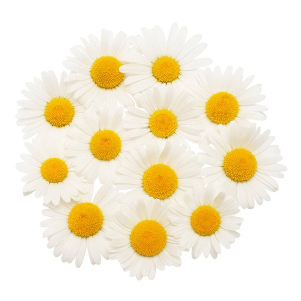 Συλλογή λευκό λουλούδι μαργαρίτα απομονώνονται σε λευκό φόντο. Επίπεδη θέα. Floral μοτίβο, αντικείμενο - Φωτογραφία, εικόνα