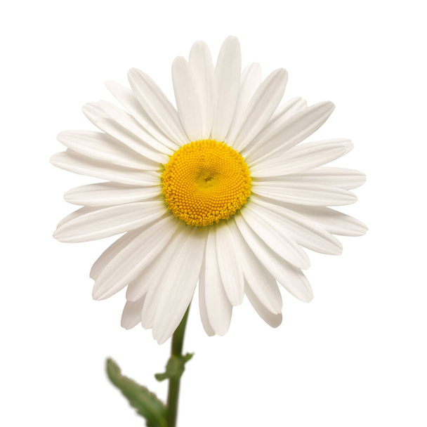 One white daisy flower isolated on white background. Flat lay, top view. Floral pattern, object - Photo, Image