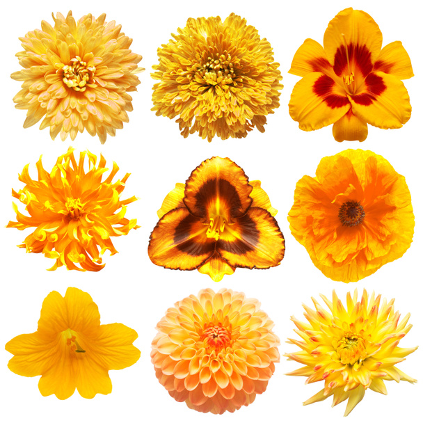 Collection beautiful head gold flowers of poppy, hemerocallis , cucumber, dahlia, chrysanthemum isolated on white background. Beautiful floral delicate composition. Flat lay, top view - Photo, Image