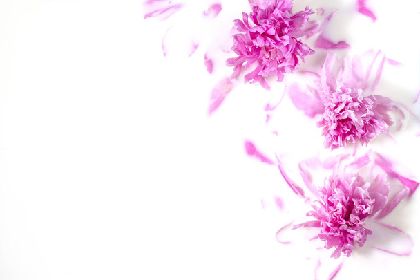 Λουλούδια και γάλα. Μπάνιο Ροζ παιώνι λουλούδι στο γάλα. Η έννοια της τρυφερής ομορφιάς, της καθαρότητας, της φρεσκάδας, της φυσικότητας. Αντιγραφή χώρου. - Φωτογραφία, εικόνα
