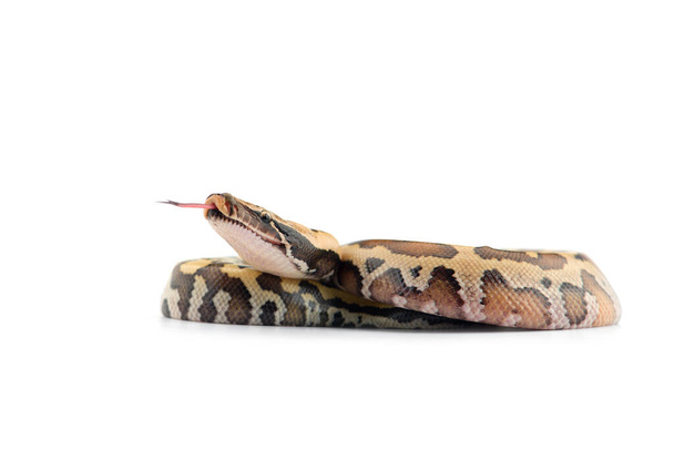 Sumatran Short Tail Python isolated on white background - Foto, Bild