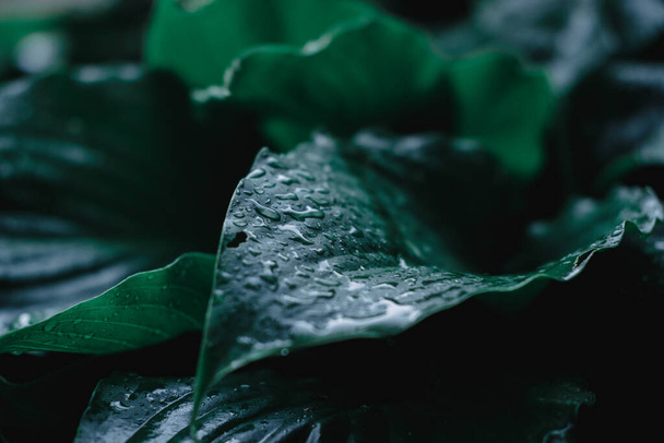 Ev sahibinin Yeşil Çalısı. Yağmurdan sonra su damlacıkları ile süs bitkisinin büyük yeşil yaprakları. - Fotoğraf, Görsel