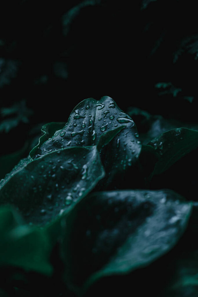 ホスタの緑のブッシュ。雨の後に水滴のある観賞植物の大きな緑の葉. - 写真・画像