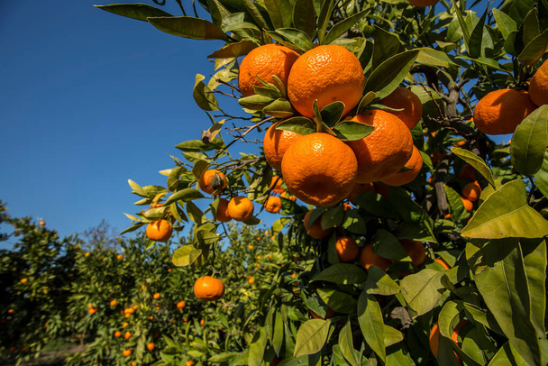 Arbre fruitier aux feuilles vertes et mandarine, mandarine - Photo, image