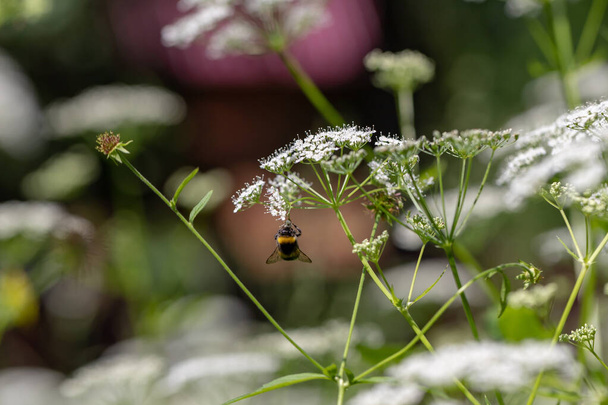 Um insecto polinizador recolhe mel. Abelha em flores silvestres brancas no gramado, macro
. - Foto, Imagem