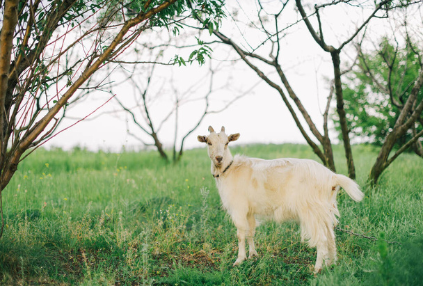 新鮮な草の上にヤギの放牧、強い太陽のバックライトと低広角写真。ヤギと自然 - 写真・画像