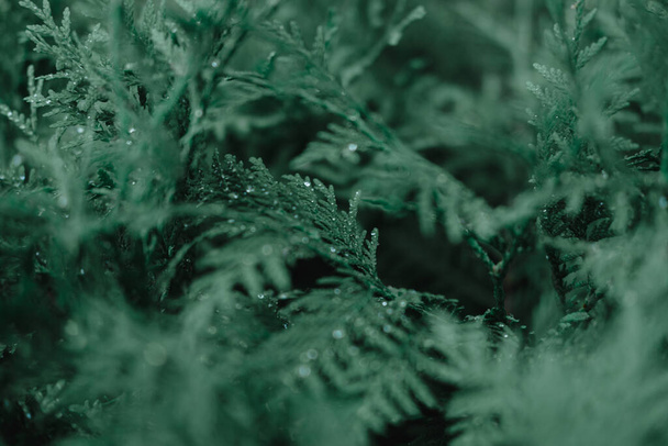 Декоративний юніпер Буш. Скручена домашня рослина з водою після дощу.. - Фото, зображення