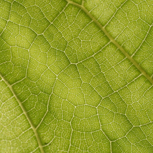 Leaves of plants, background image for web design. - Фото, зображення