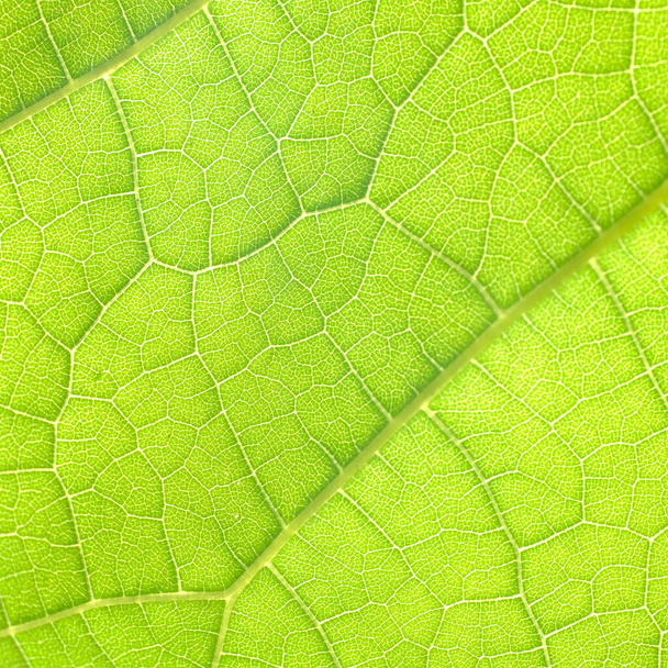 Leaves of plants, background image for web design. - Foto, Bild