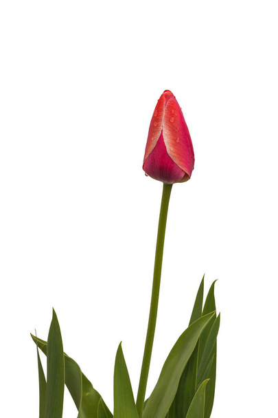 Bud tulip  Ad Rem Darwin hybrids in the garden on a white background isolated - Photo, Image