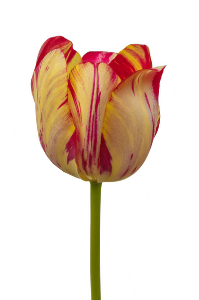 Jeden tulipan z żółtymi i czerwonymi paskami Rembrandt Group "Saskia" na łóżku na białym tle izolowane - Zdjęcie, obraz
