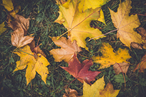 Follaje colorido en el parque de otoño Hojas de otoño Árboles otoñales Arce en color vintage
 - Foto, imagen