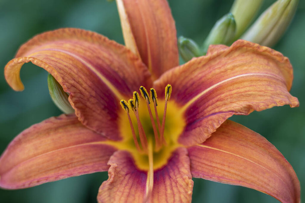 Orange lily flower close up. Selective focus. - Photo, Image