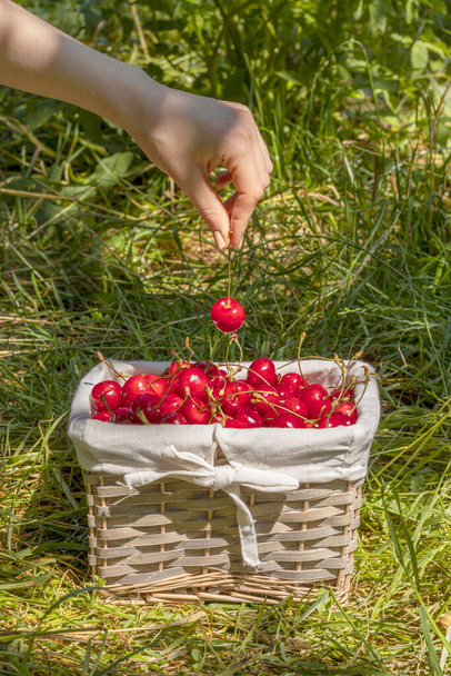 A wicker basket filled with red sweet cherries in grass in a garden. Female hand takes one cherry from basket. - Photo, Image