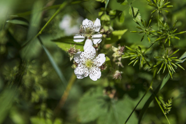 Weiße Blume mit braunen Tupfen auf grünem Hintergrund aus Büschen. Foto von oben - flache Lage - Foto, Bild