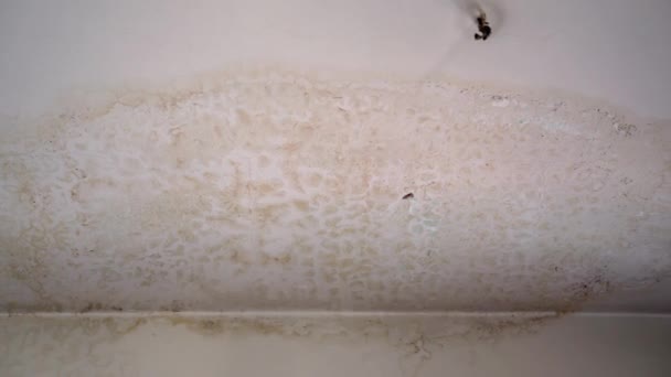 Water leakage damaging ceiling, droplets destroying ceiling plaster, creating dirty mould and falling on the ground. Old abandoned apartment with damaged ceiling from heavy rain or careless neighbors - Footage, Video