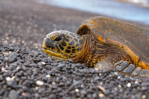 Groene zeeschildpad komt aan land in eierlegseizoen op Hawaiian Island. - Foto, afbeelding