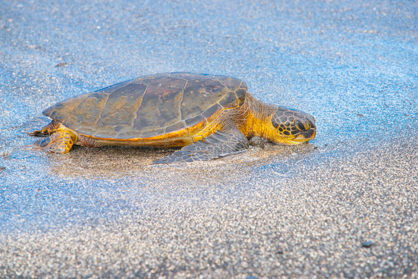 Groene zeeschildpad komt aan land in eierlegseizoen op Hawaiian Island. - Foto, afbeelding