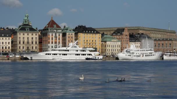 Swan family in Stockholm Sweden - Footage, Video