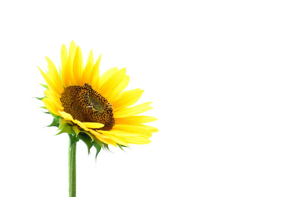 Kwitnący słonecznik odizolowany na białym tle - Zdjęcie, obraz