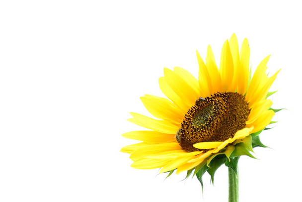 Kvetoucí slunečnice izolované proti bílému pozadí - Fotografie, Obrázek