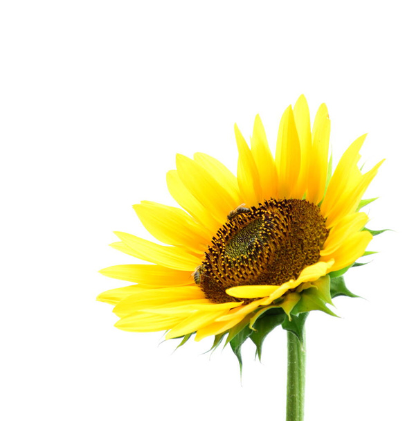 Kvetoucí slunečnice izolované proti bílému pozadí - Fotografie, Obrázek