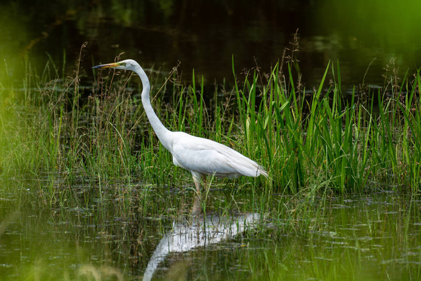Garza blanca en busca de comida en el lago
 - Foto, Imagen