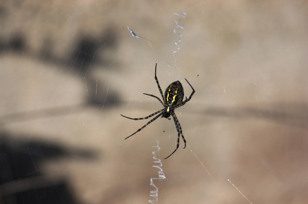 Κοντινό πλάνο μιας αράχνης τύπου Argiope trifasciata που περιμένει στο κέντρο του ιστού της για να πέσει το επόμενο θύμα - Φωτογραφία, εικόνα