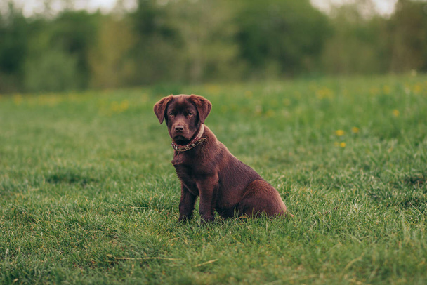 Собака сидит на покрытом травой поле - Фото, изображение
