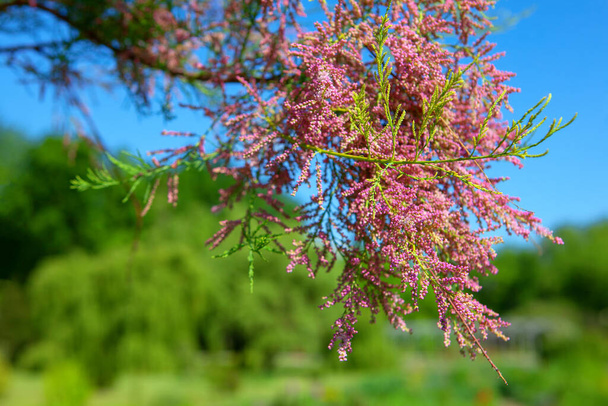 Tamarisco flores de color rosa colgando en el árbol
 - Foto, Imagen