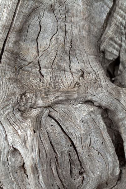 オリーブの木の幹 - 写真・画像
