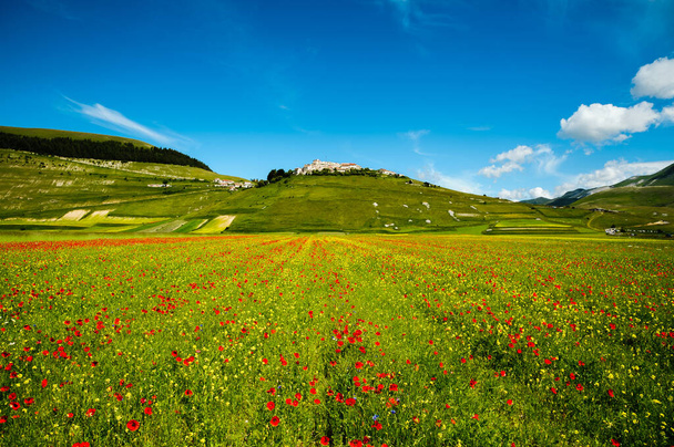 Castelluccio di Norcia durante la floración
. - Foto, imagen