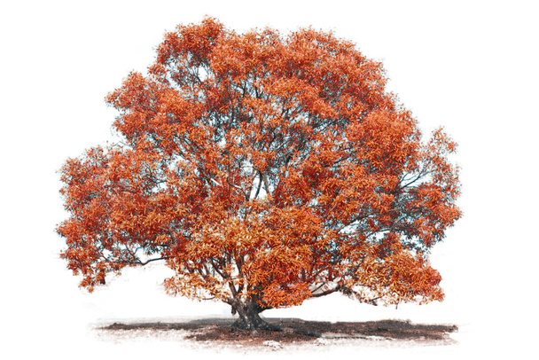 Őszi fa izolátum fehér háttér - Fotó, kép