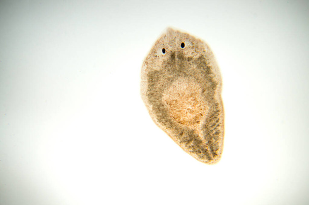 Planaria flatworm, κάτω από μικροσκόπιο. (Μαλακή εστίαση) - Φωτογραφία, εικόνα