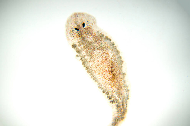 Planaria platworm, unter dem Mikroskop betrachtet. (weicher Fokus) - Foto, Bild