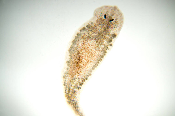 Планарний плоский черв'як, під мікроскопом. (М'який фокус
) - Фото, зображення