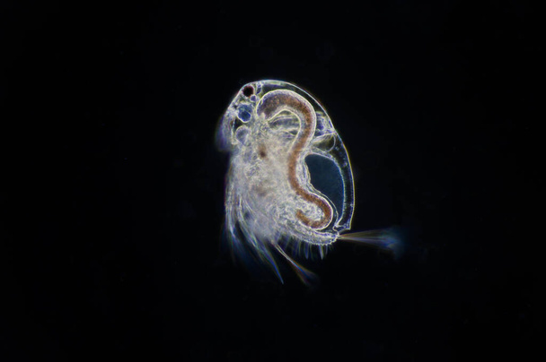 Su piresi (Moina makrocopa) mikroskop altında - Fotoğraf, Görsel