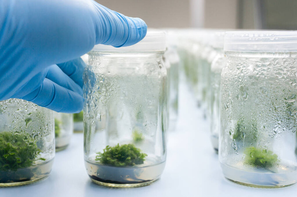 Experiment plant tissue culture in laboratory, Selective focus. - Fotografie, Obrázek