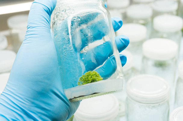Experiment plant tissue culture in laboratory, Selective focus. - Zdjęcie, obraz