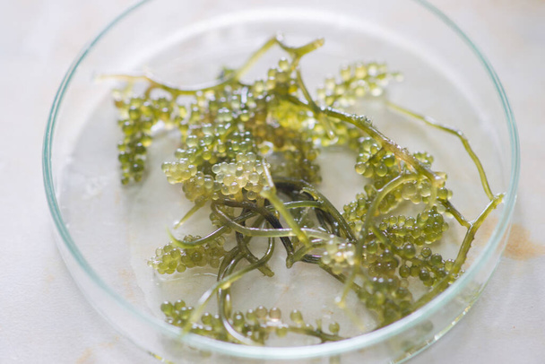 グラスペトリ皿の上のブドウの海藻. - 写真・画像