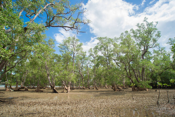 Bosque tropical de manglar en la costa
. - Foto, Imagen