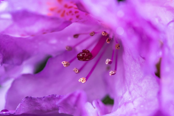 春の雨の後に湿ったツツジの花のマクロを閉じる. - 写真・画像
