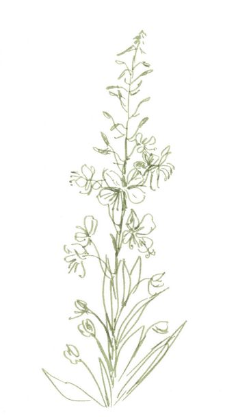 Blütenpracht, Feuerkraut. grafische monochrome Zeichnung, botanische Skizze. Handgezeichnete Blume. Heilkraut. . Hochwertige Illustration - Foto, Bild