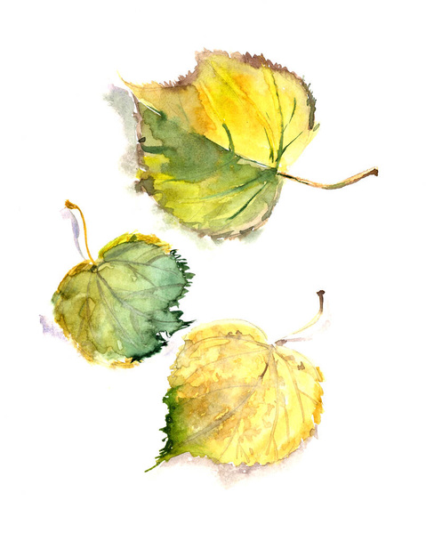 σετ από κίτρινα και πράσινα φύλλα ασβέστη φθινόπωρο σε λευκό φόντο, βοτανική απεικόνιση σκίτσο ακουαρέλα. Εικόνα υψηλής ποιότητας - Φωτογραφία, εικόνα