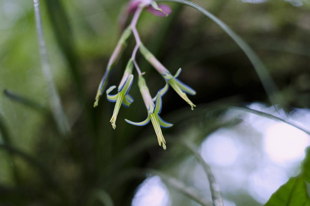 ブロメリアの美しい花｜Billbergia nutans - 写真・画像