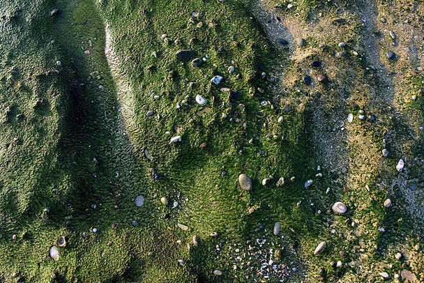 Green seaweed on the seashore - Φωτογραφία, εικόνα